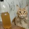 СВОпушистик