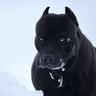 Big Dog
