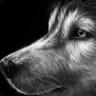 Husky™