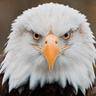 eagle-eye