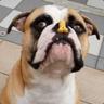 HisRoyalBarknessBuddy