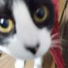 Abacatinho