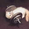 strong cat