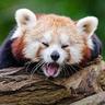 Fluffy
