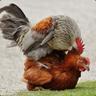 Poulet