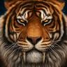 DreamTiger
