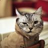 Bosya