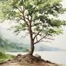 Alder