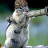 ♿̐͒Squirrel♿̐͒