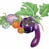 Soapy Eggplant