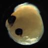 brain organoid