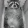 ᴱᴴᴼᵀ