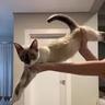 ballerina cappuccina