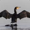 Kormoran