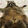 Obese Raccoon