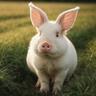 BunnyPig