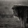 LionFYD