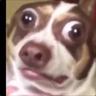Shzetic