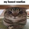 i<3catsmeow