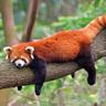 Lesser Panda