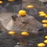 capybara