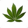 Cannabis Indica CSGO500