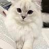 cathook
