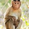 MONKE SKINS