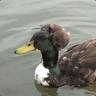 Kwami The Duck