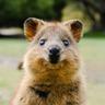 Lemur