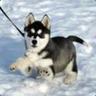 <color=#3bf802>Husky</color>