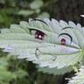 idealnettles