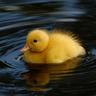 Lil. Duckling