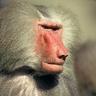 [XAP]I R Baboon