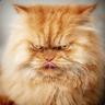 Angry Cat