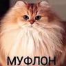 муфлон