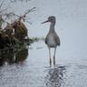 Yellowlegs