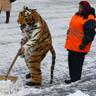 TonyTheTugger