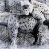 =[Fur@X]= کεwεζ