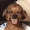Mr Dingus