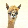 AShadyLlama99