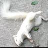 Albino Squirrel