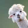 Alpaca