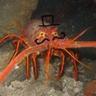 SnealthyLobster