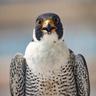 PEREGRINE FALCON PEEK