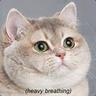 N's