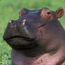 HippoBeast123