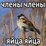 _СВО_ Долой Пиндос