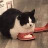 SlipperCat