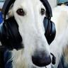 Borzoi